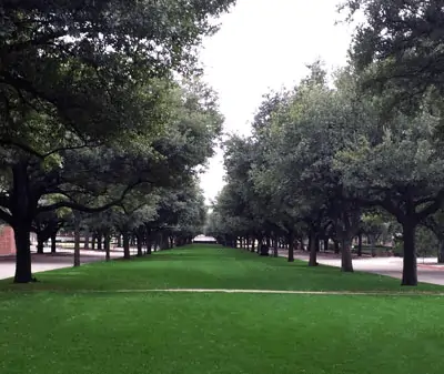 texas trees - Copperhead